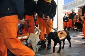 perro al rescate